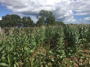 Maize Crop Ireland 2018