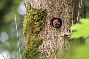 woodpecker chick ireland
