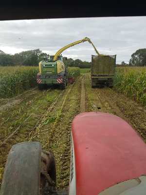 new ross maize harvesting